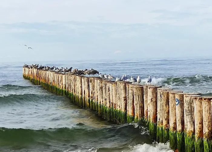 Planeta102 Blisko Plazy * ميلنو